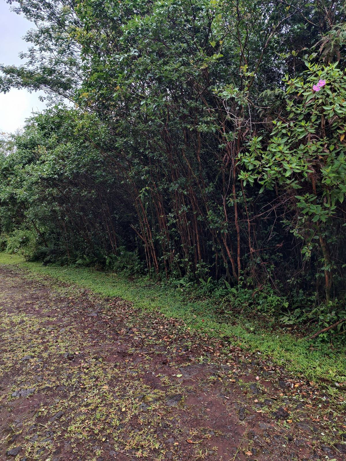 Wooded vacant land lot on Iolani St in the Black Sands subdivision, Pahoa, HI