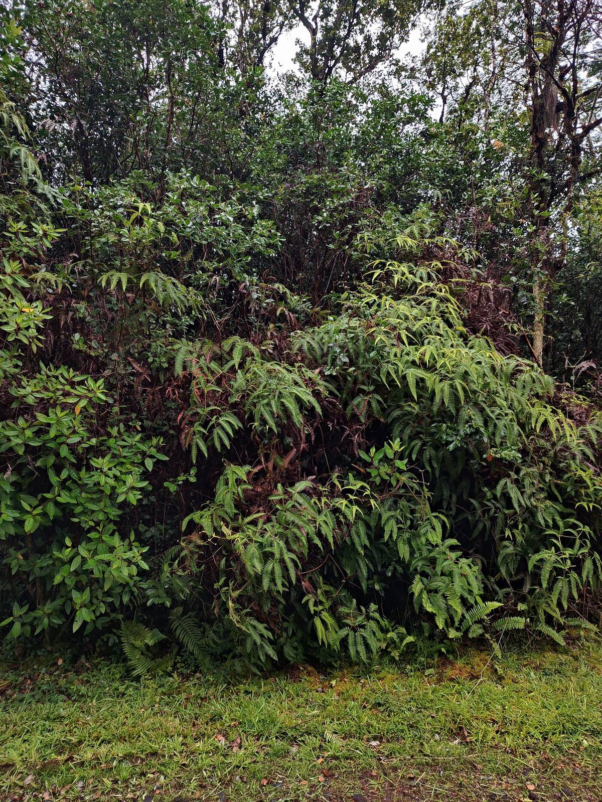 Dense native vegetation on the Iolani St lot